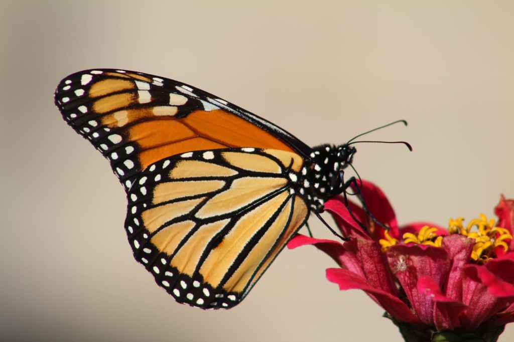 Orange, Monarch butterfly