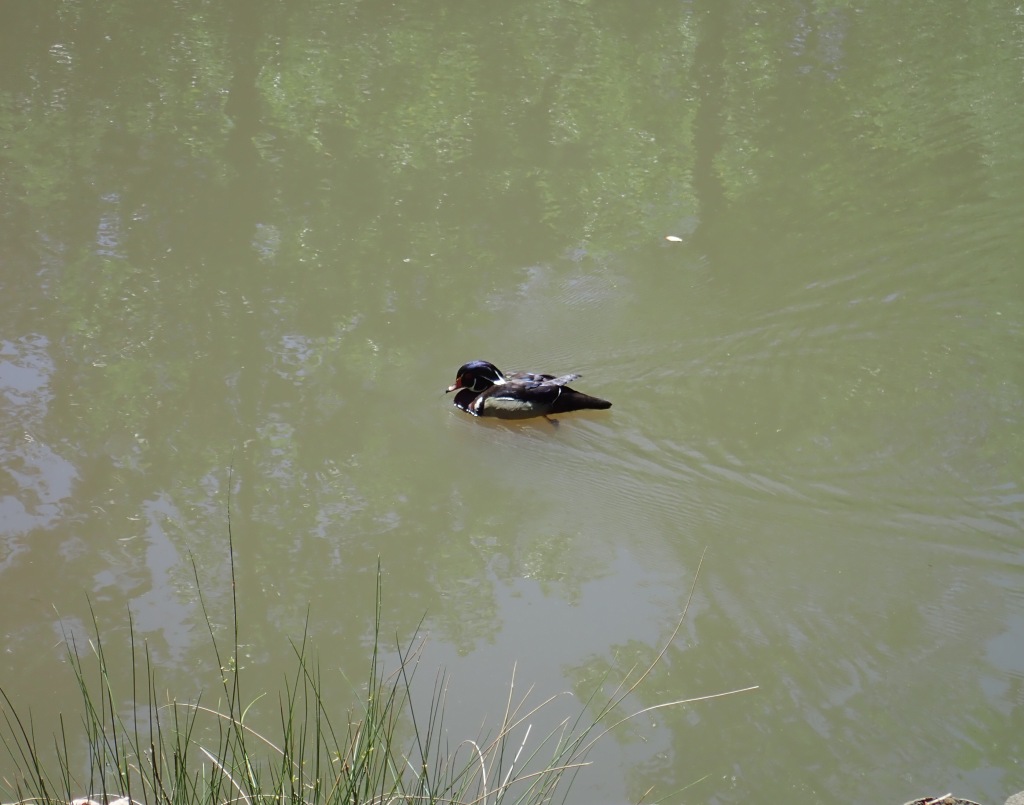 wood duck alone on pond