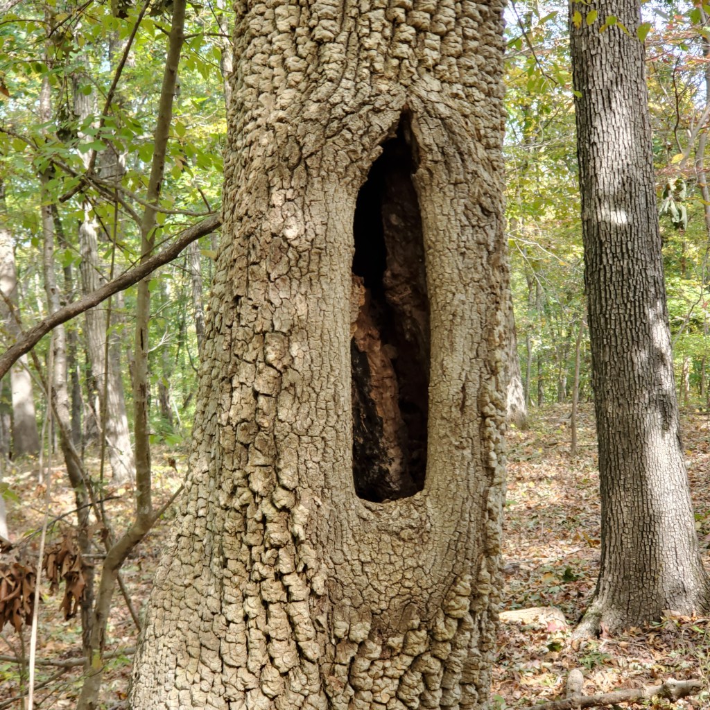 close-up of a large hole in a tree