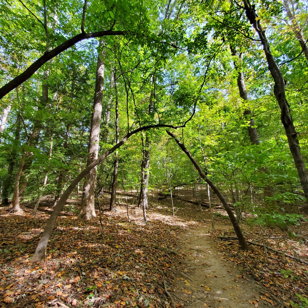Two thin trees bending over a trail in the woods