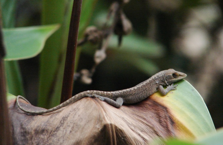 Anole laying on a canna lily
