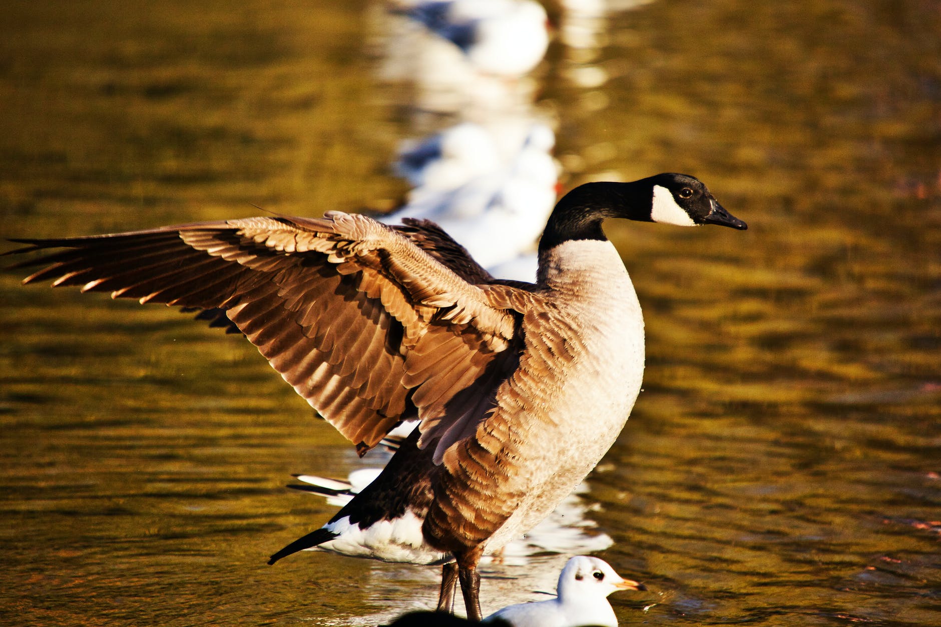photograph of a black and brown goose