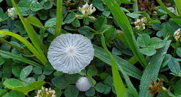 mystery plant- white flower or mushroom